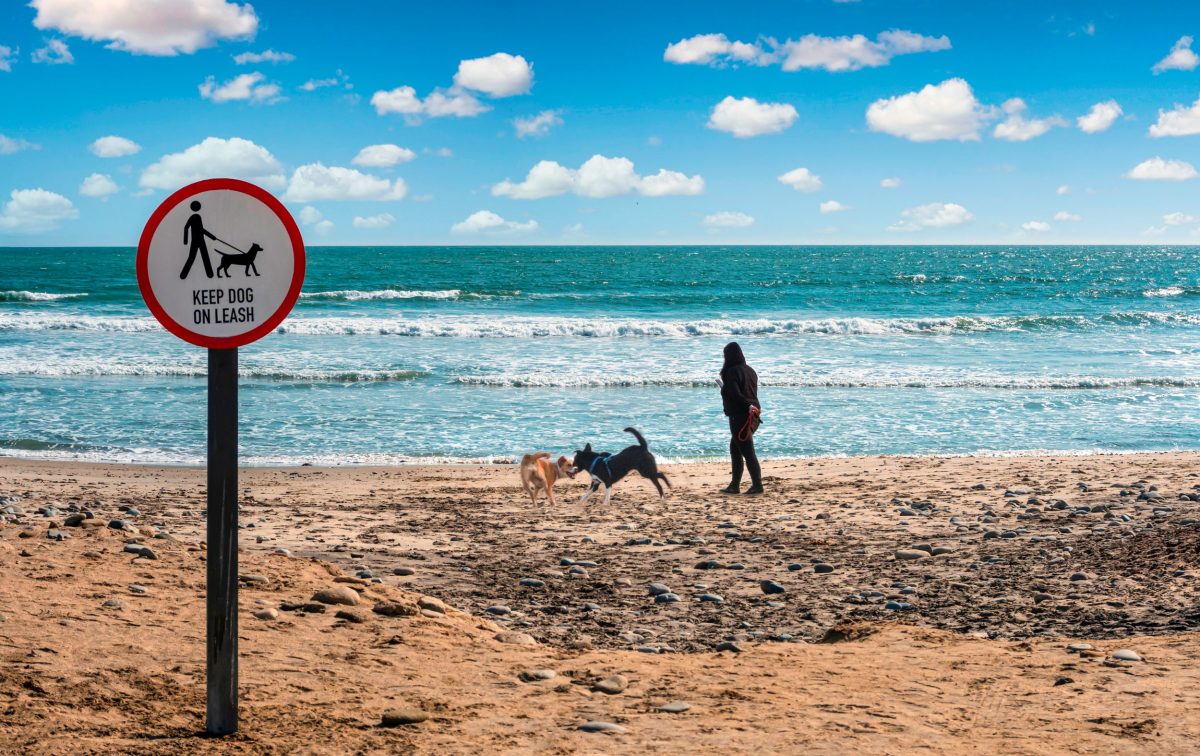 off leash dogs on a beach next to a sign saying "Keep dog on leash"