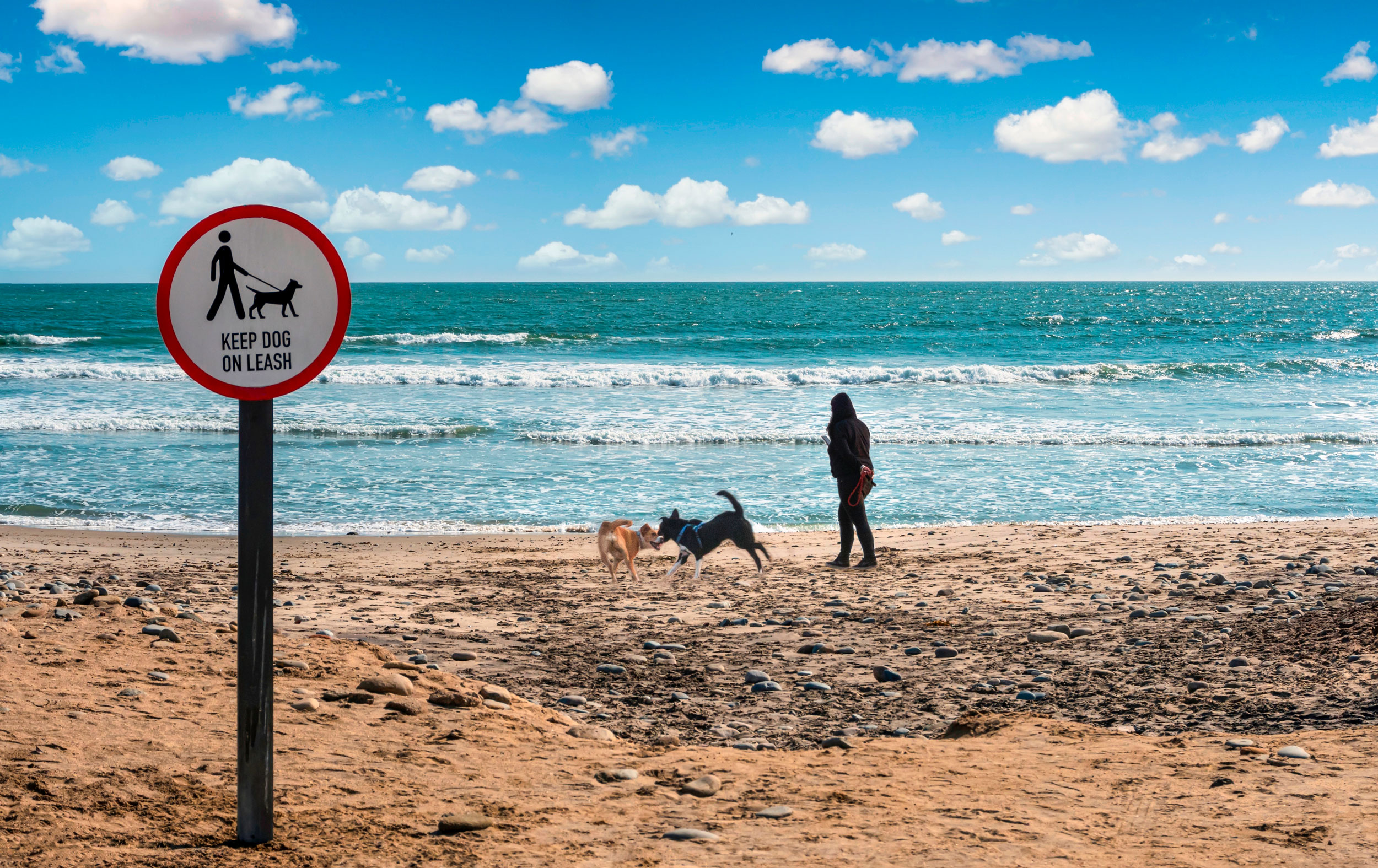 Off leash dogs can be a menace on beaches | Popular Science