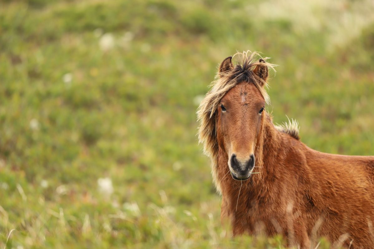 horse on Sable Island