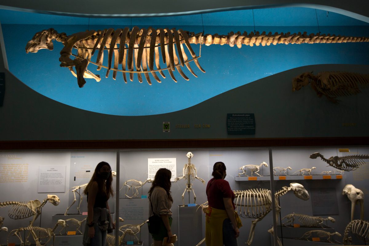 Steller's sea cow skeleton at the American Museum of Natural History