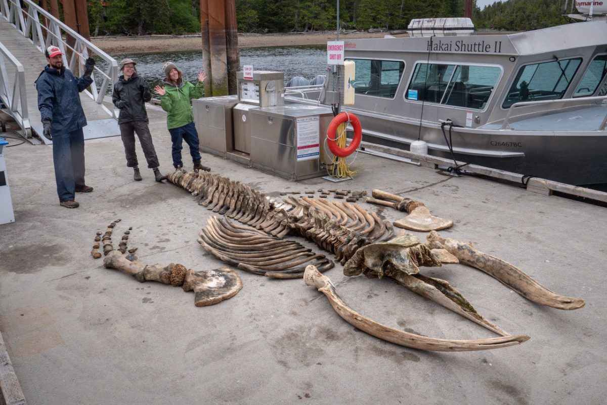 full humpback skeleton