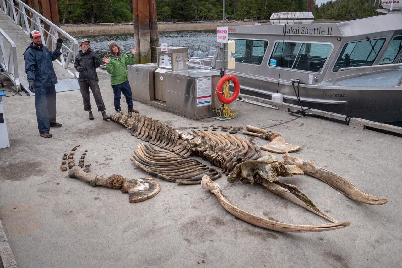 Whale bone collector uncovering secrets of world's largest marine