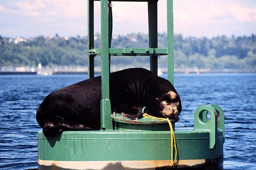 Herschel the sea lion in Shilsole Bay circa 1984 