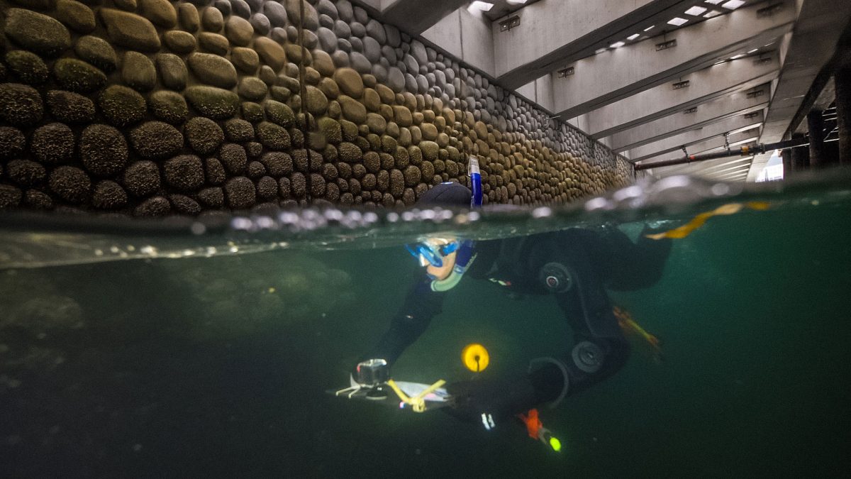 Researcher Jason Toft snorkels at Seattle waterfront