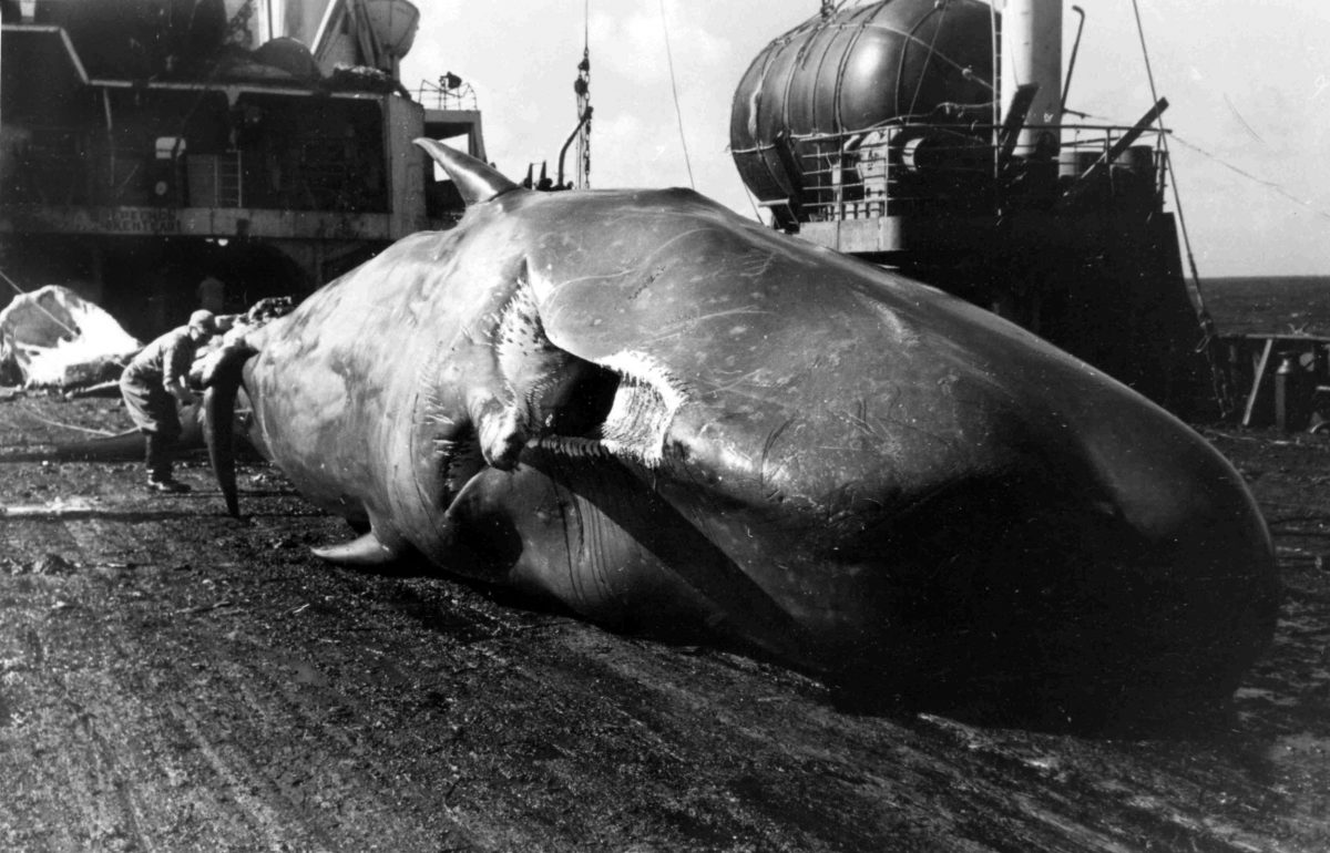 Dead sperm whale on the deck of a Soviet whaling ship