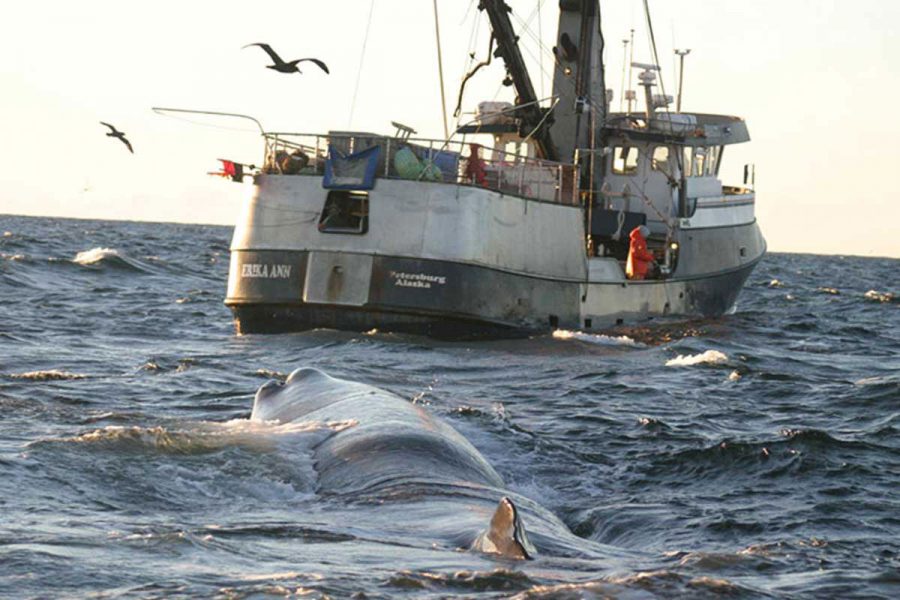A sperm whale follows a sablefish longliner from Alaska