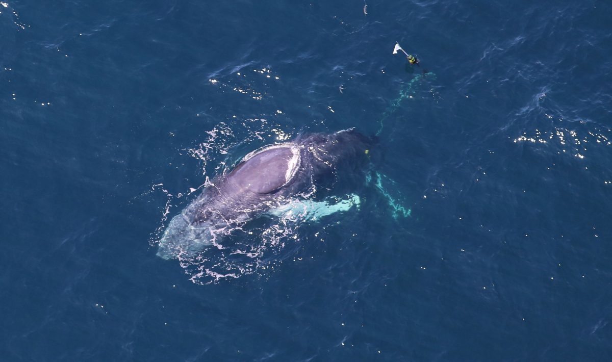 entangled humpback whale named Spinnaker