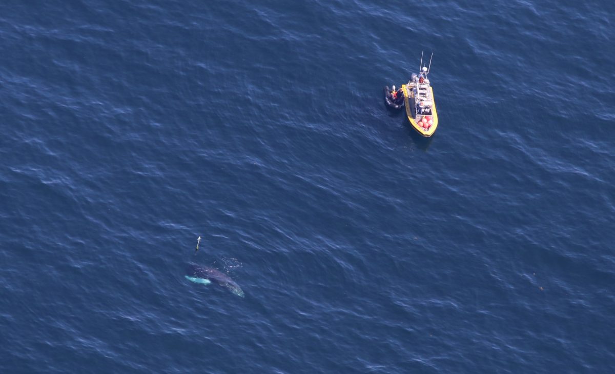 aerial photo of an entangled humpback whale named Spinnaker