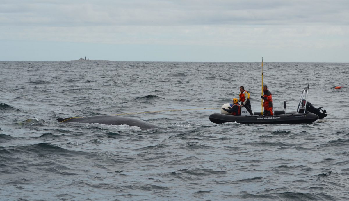 Maine Marine Patrol works to disentangle a humpback whale named Spinnaker