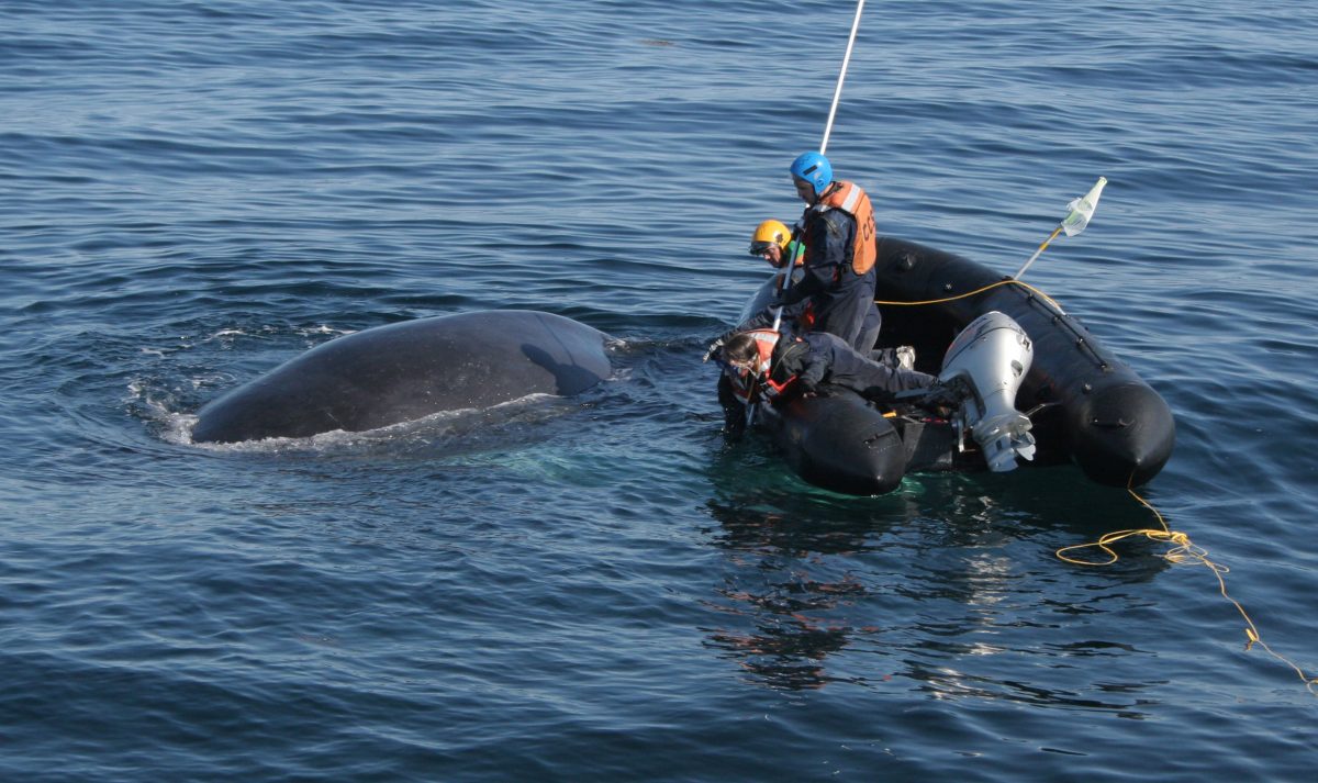 A team from the CSS works to free the humpback named Spinnaker in May 2015