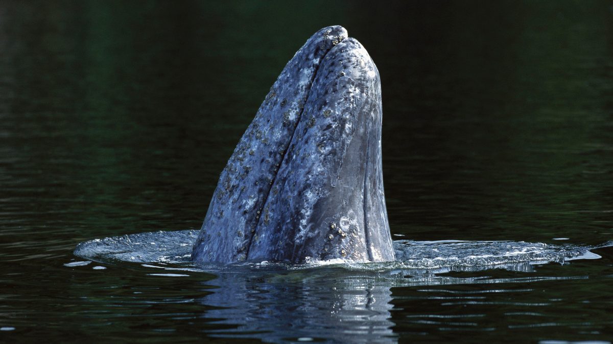 A gray whale spyhops in the waters of Clayoquot Sound