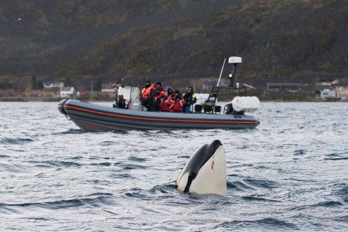 killer whale spyhopping next to whale wathcing boat