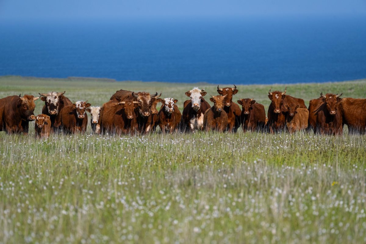 cattle on Chirikof Island, Alaska
