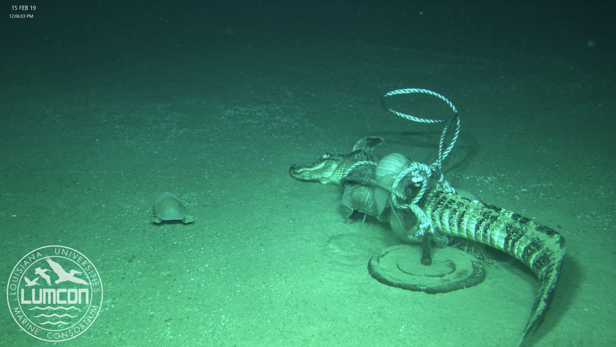 alligator sunk on ocean floor