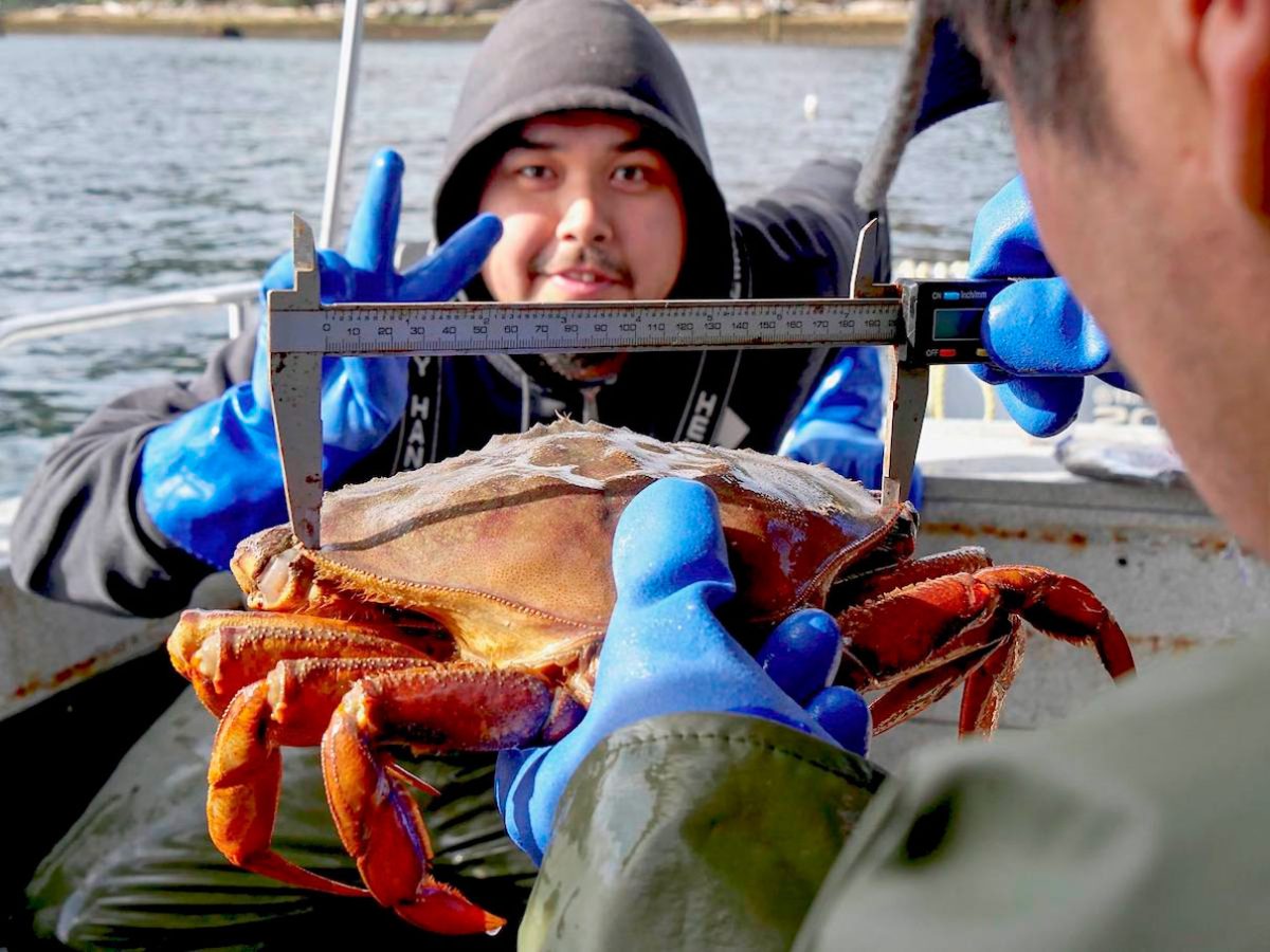 Nuxalk Guardian Watchmen conducting Dungeness crab stock assessments in Heiltsuk First Nation waters
