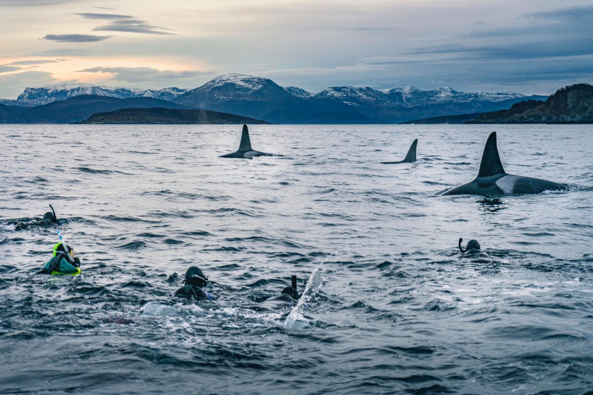 snorkelers swimming with killer whales in Norway