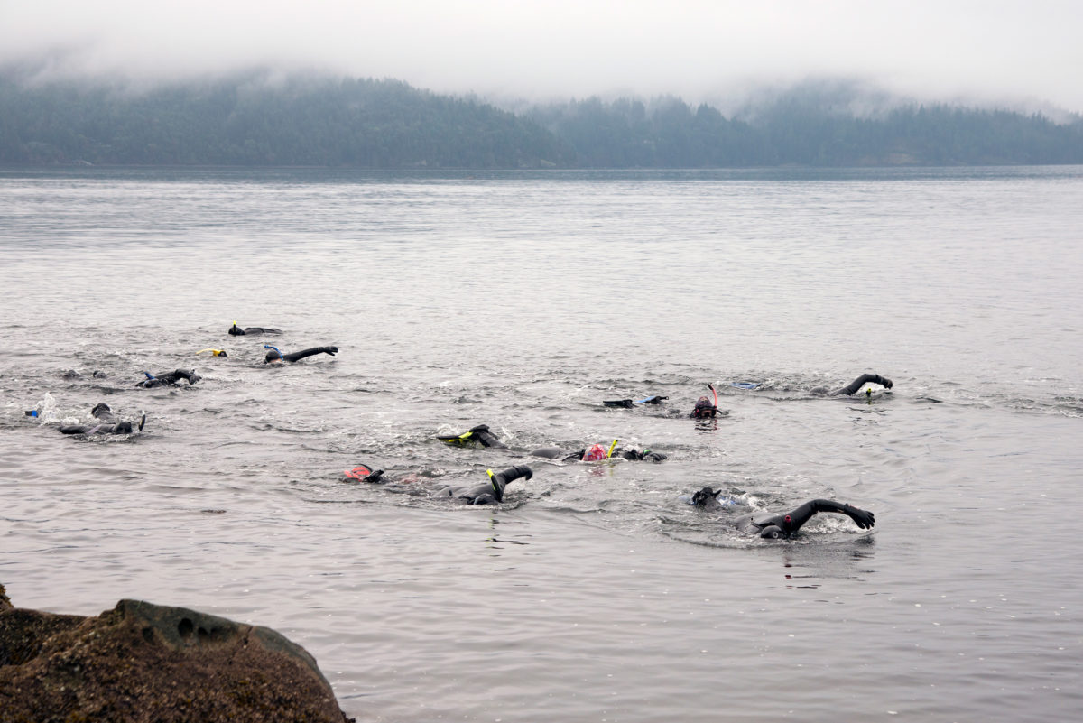 The Salt Spring Seals on a January swim in Vesuvius Bay. Photo by Shanna Baker