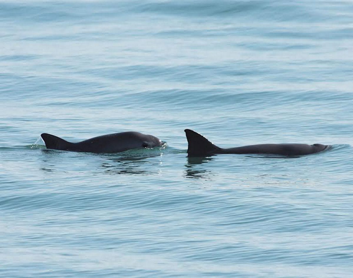 Vaquitas are so elusive and rare that some Upper Gulf residents still don’t believe they exist. The most recent estimate indicates there may be fewer than 30 left. Photo by Archio NTX/Notimex/Newscom