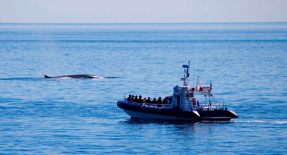 whale watching on the St. Lawrence
