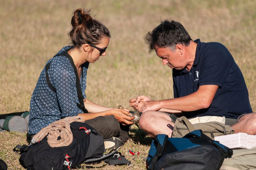 Two researchers tagging birds