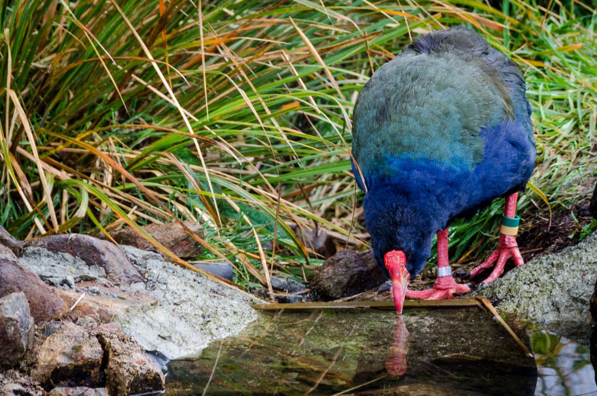 takahē bird in the Orokonui Ecosanctuary, New Zealand