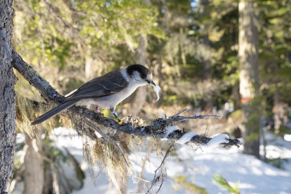 Canada jay taking cotton from a branch