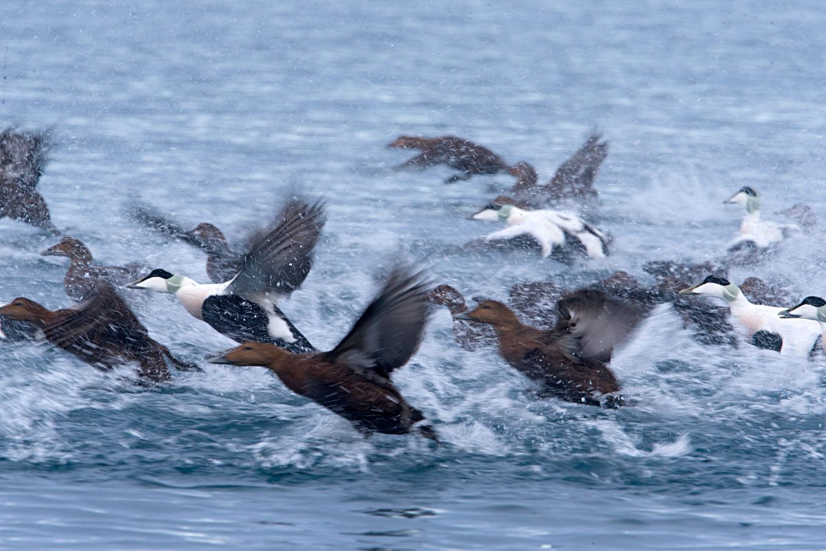 A flock of eider ducks takes off