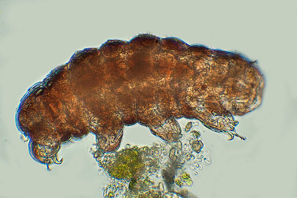 microscopic image of a tardigrade or water bear