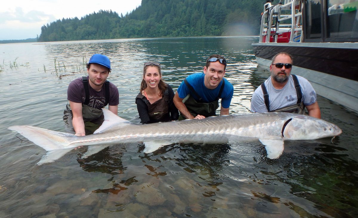 research team with white sturgeon