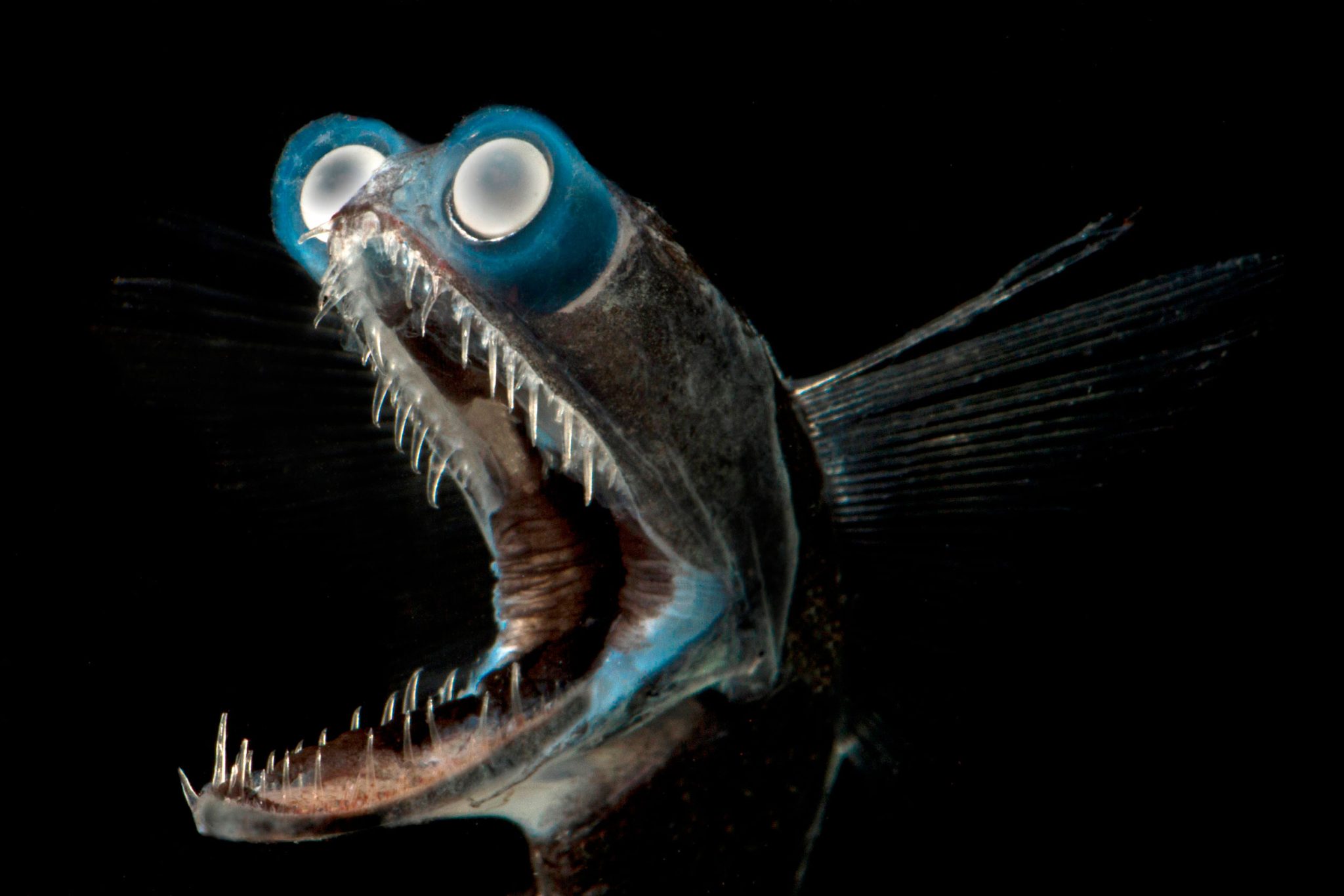 Scary fish. Рыба телескоп глубоководная. Рыба удильщик Марианская впадина. Giganturidae рыба телескоп. Giganturidae рыба глубоководная.
