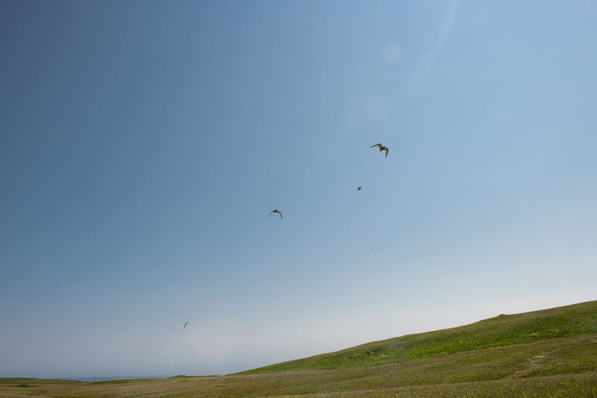 Aleutian terns in flight