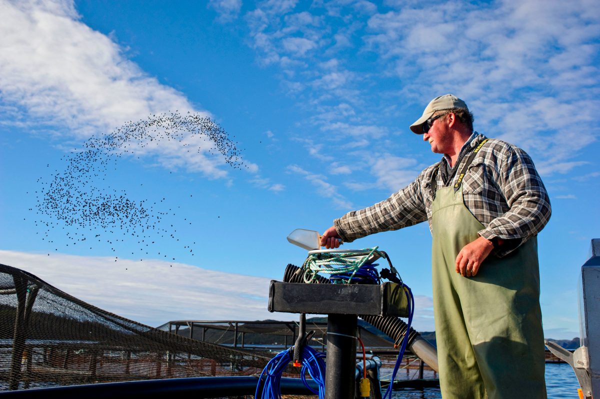 A worker throws feed pellets into a fish farm pen