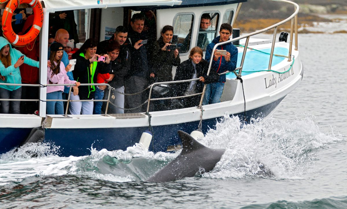 boat full of tourists take photos of Fungie the dolphin