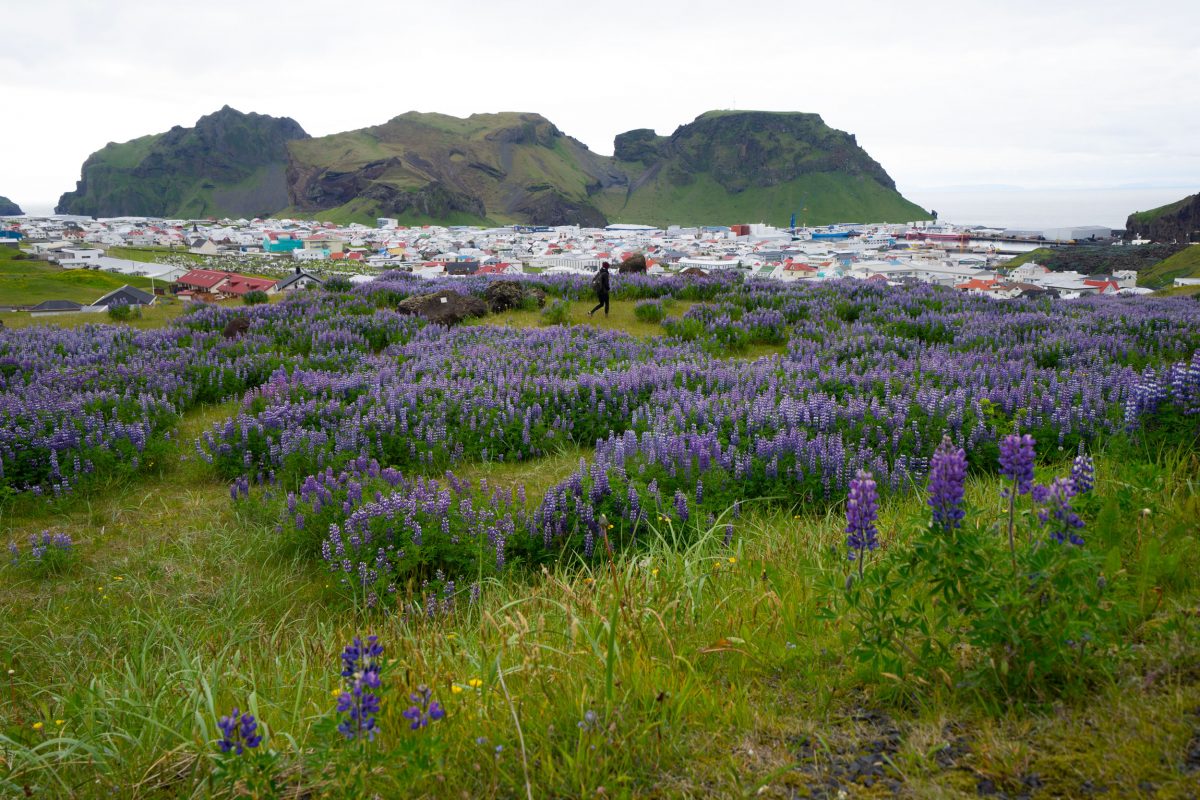 a field of lupine over a town in Iceland
