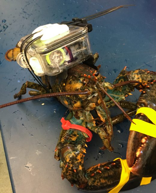 lobster with prototype C-HAT unit