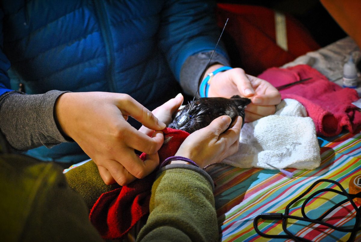 Aboard the RV Pacific Storm, two research assistants cradle a marbled murrelet that has just had a VHF tag sutured to its back. After they determine that the tag is snug, the bird will be released. Photo by Eric Wagner