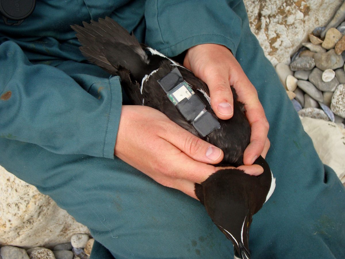 GPS tracker on a razorbill's back