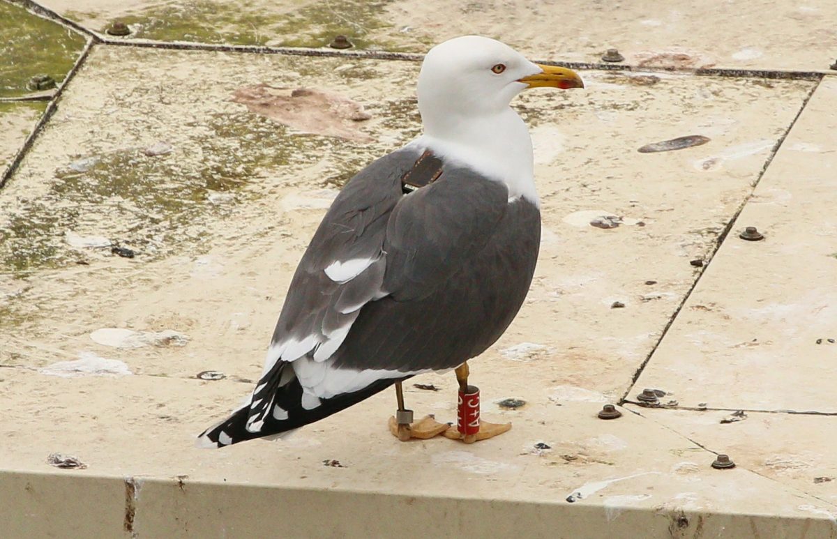 gull with GPS tracker and leg tags
