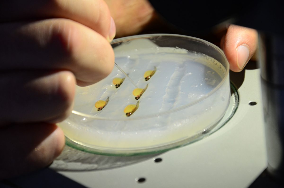 A researcher from the Hungarian University of Agriculture and Life Sciences transplants rainbow trout germ cells into tiger trout larvae, which have been anesthetized and laid on their sides in a petri dish