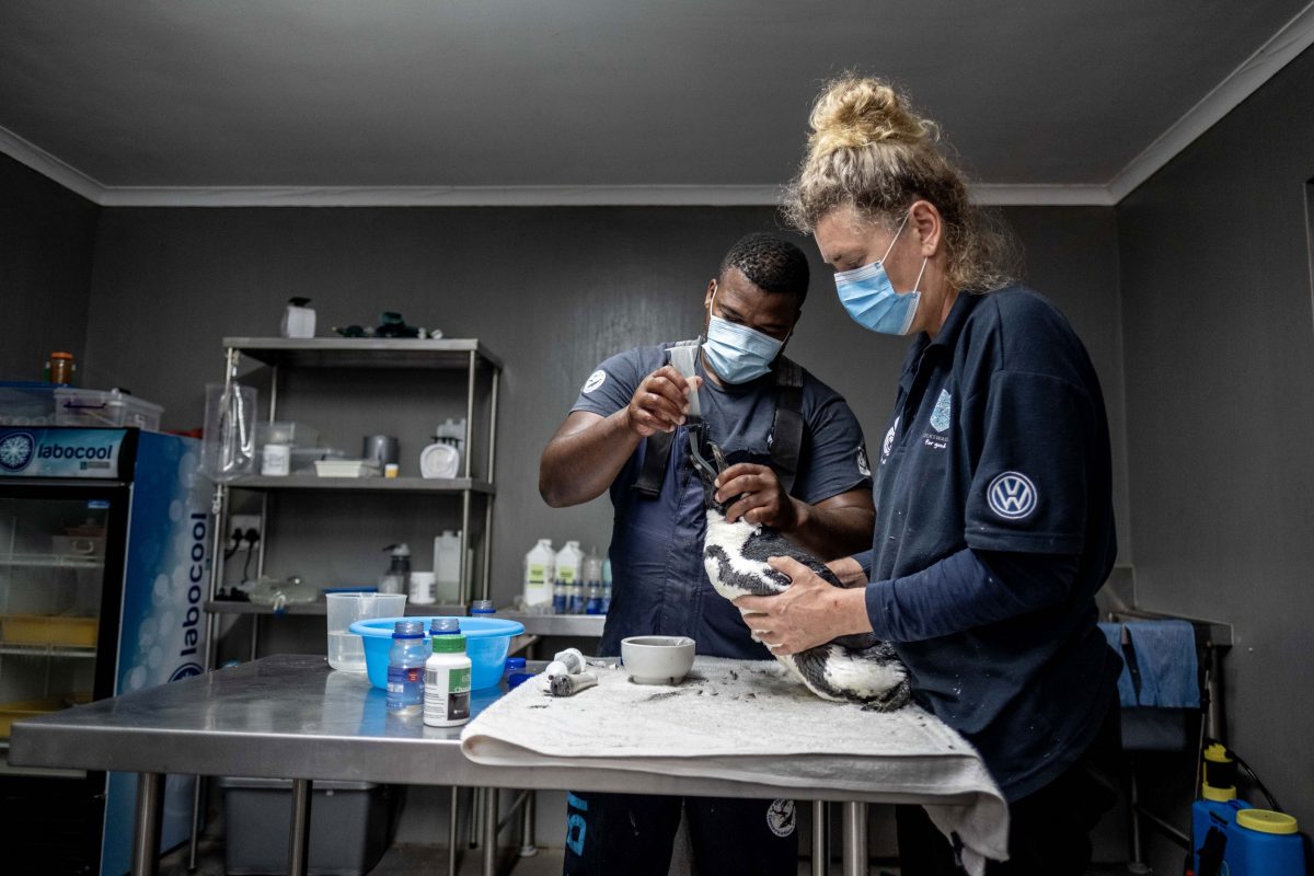 Xolani Lawo and Trudi Malan of the African Penguin and Seabird Sanctuary in Gaansbai, South Africa, treat a sick penguin rescued from a colony on Dyer Island. 