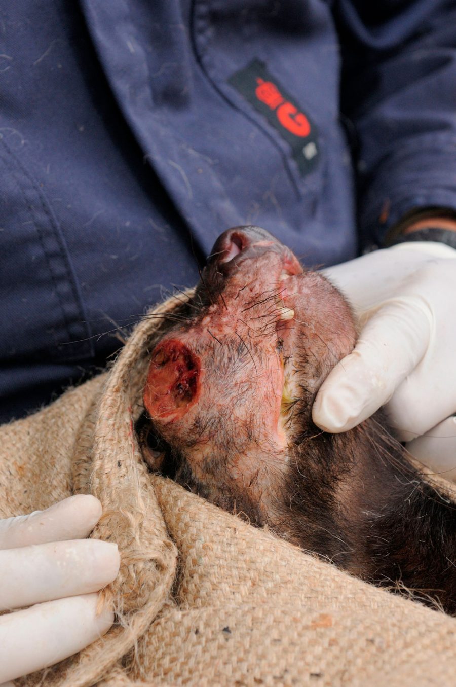 Tasmanian devil with a tumor on its face