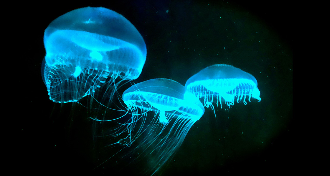 Bioluminescence Is Cool - TV Tropes
