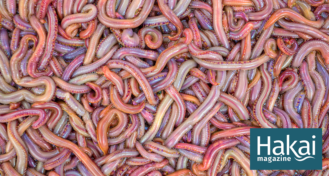 Live Bloodworm (Small Size)