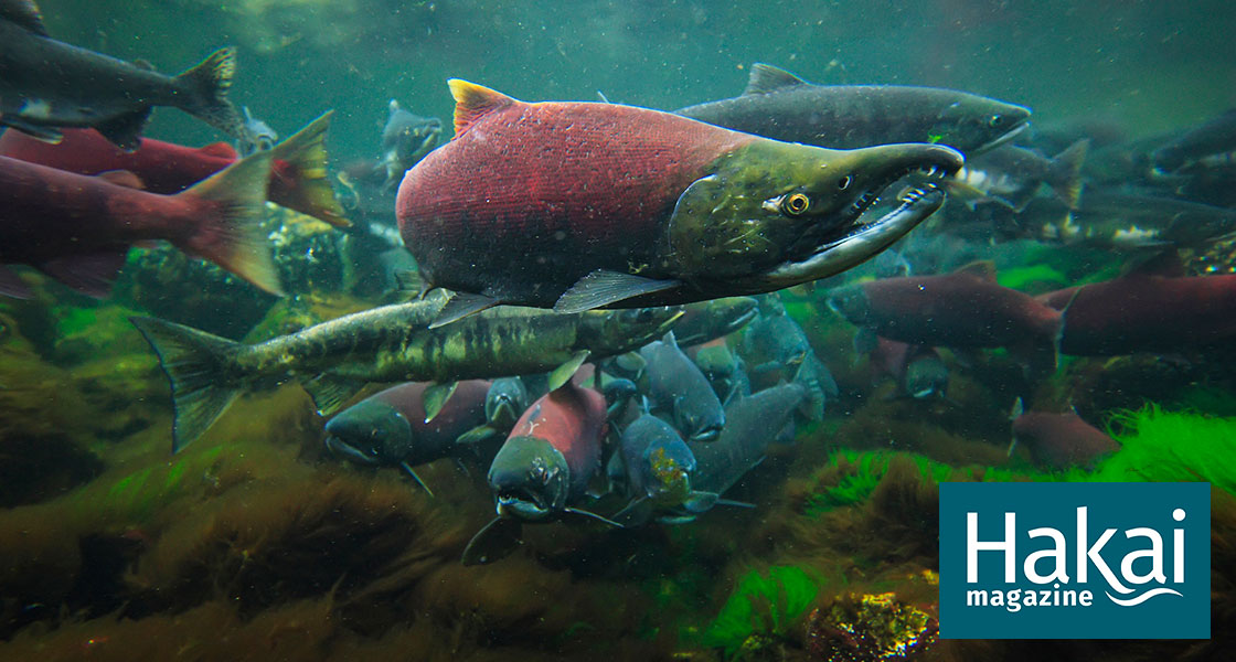 A Rare Salmon Type Is in the Crosshairs of Alaska's Proposed