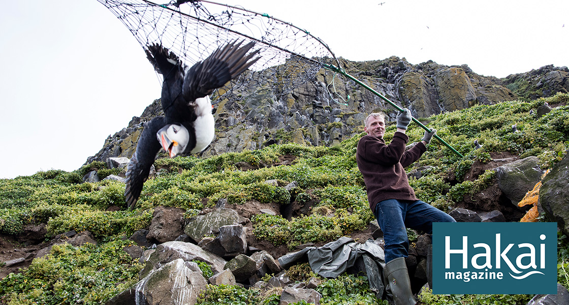 Puffin hunting in Iceland gives a unique insight into climate effects