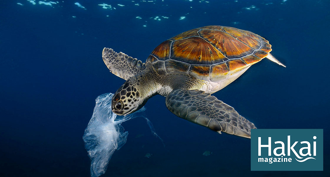 Plastic Pollution's Rapidly Mounting Toll | Hakai Magazine