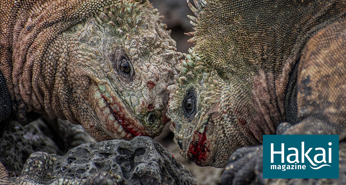 two headed iguana