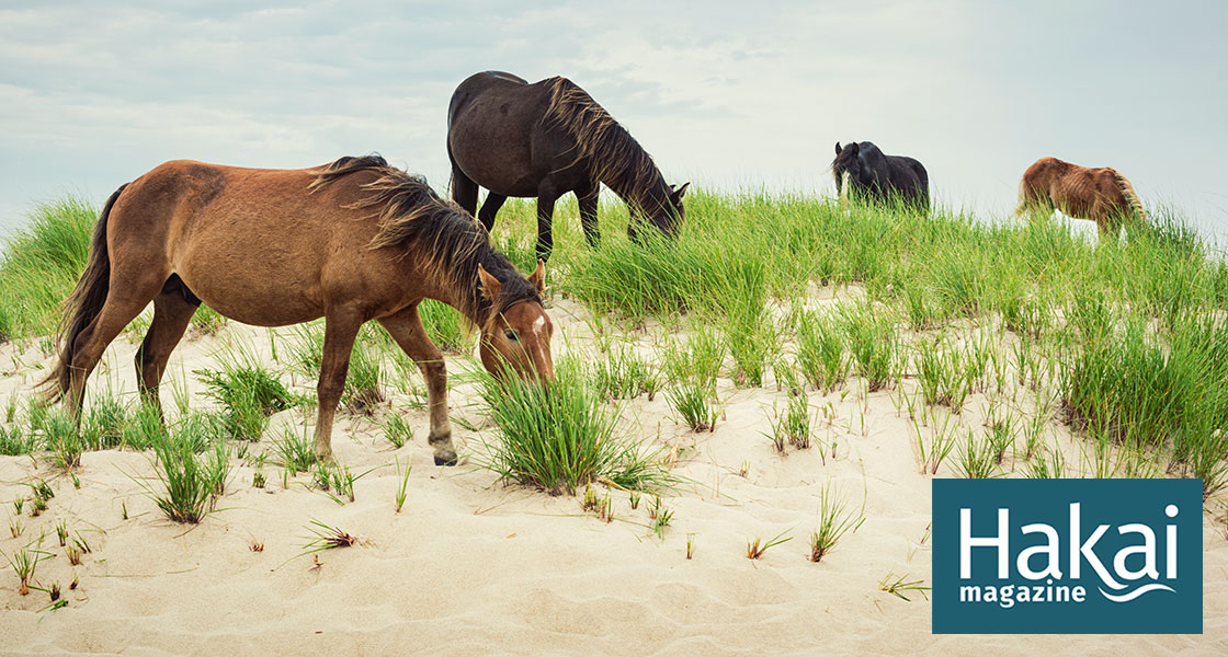 Sable Island, N.S. as you've never seen it before