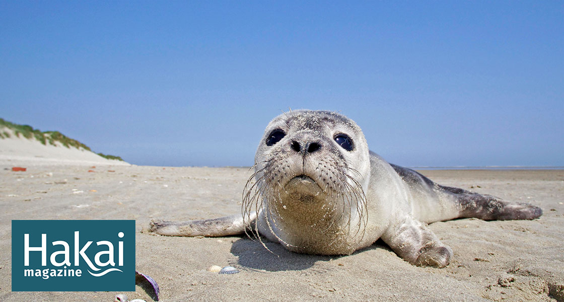 Saving Sea Lions and Seals