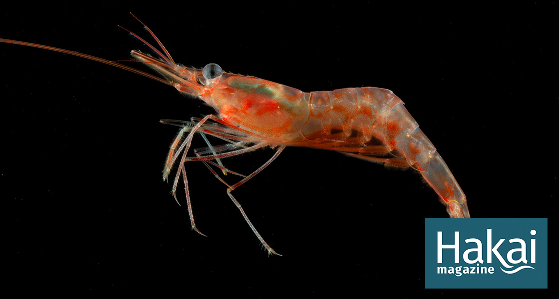 For Juvenile Shrimp, Green Light Means Stop